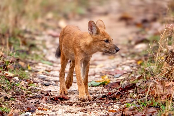 Dhole (Cuon alpinus) - Valp @ Pench National Park, India. Foto: Håvard Rosenlund