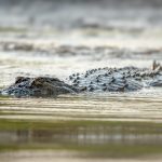 Mugger Crocodile (Crocodylus palustris) in Satpura National Park, India