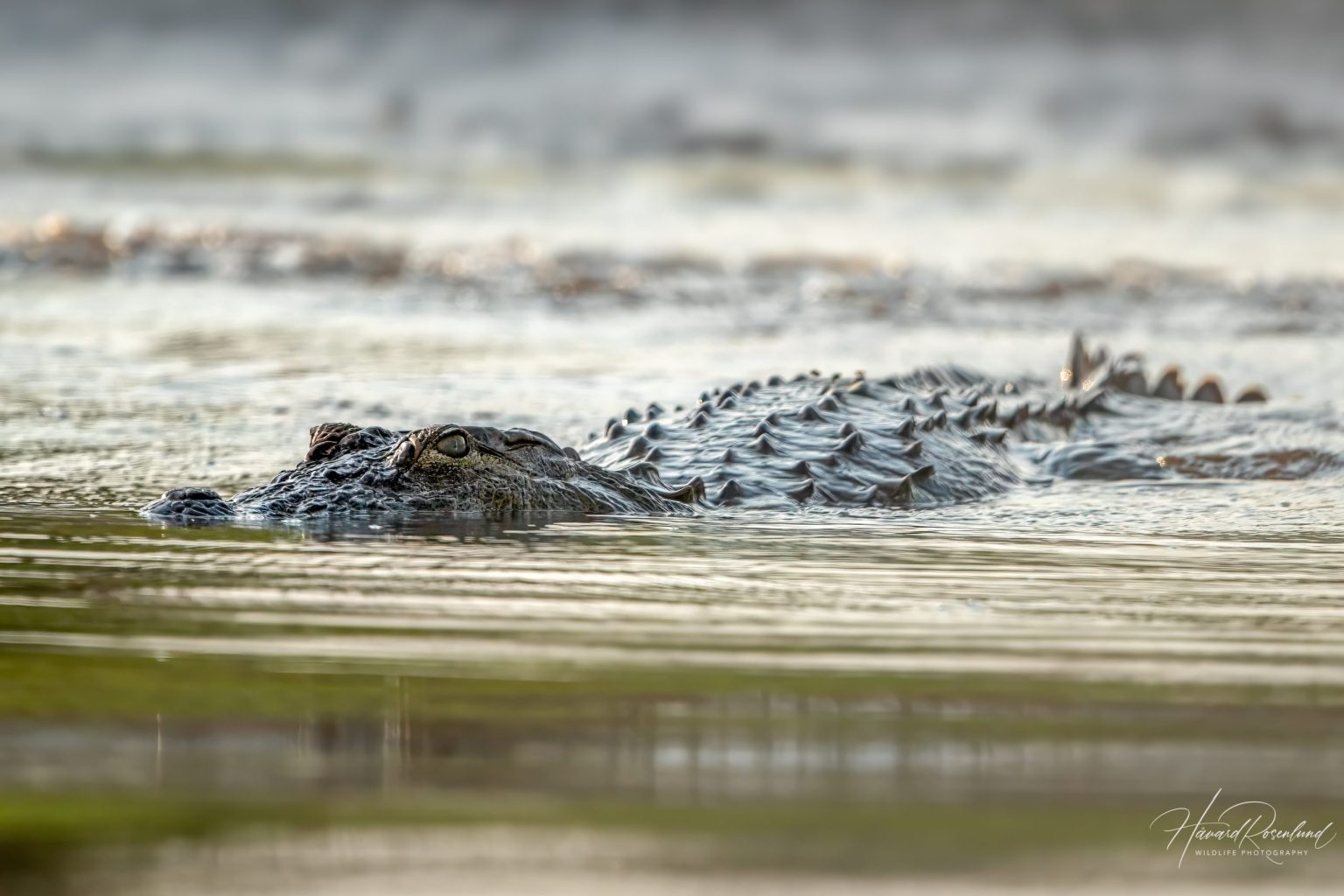 Mugger Crocodile (Crocodylus palustris) in Satpura National Park, India