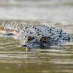 Mugger Crocodile (Crocodylus palustris) in Satpura National Park, India