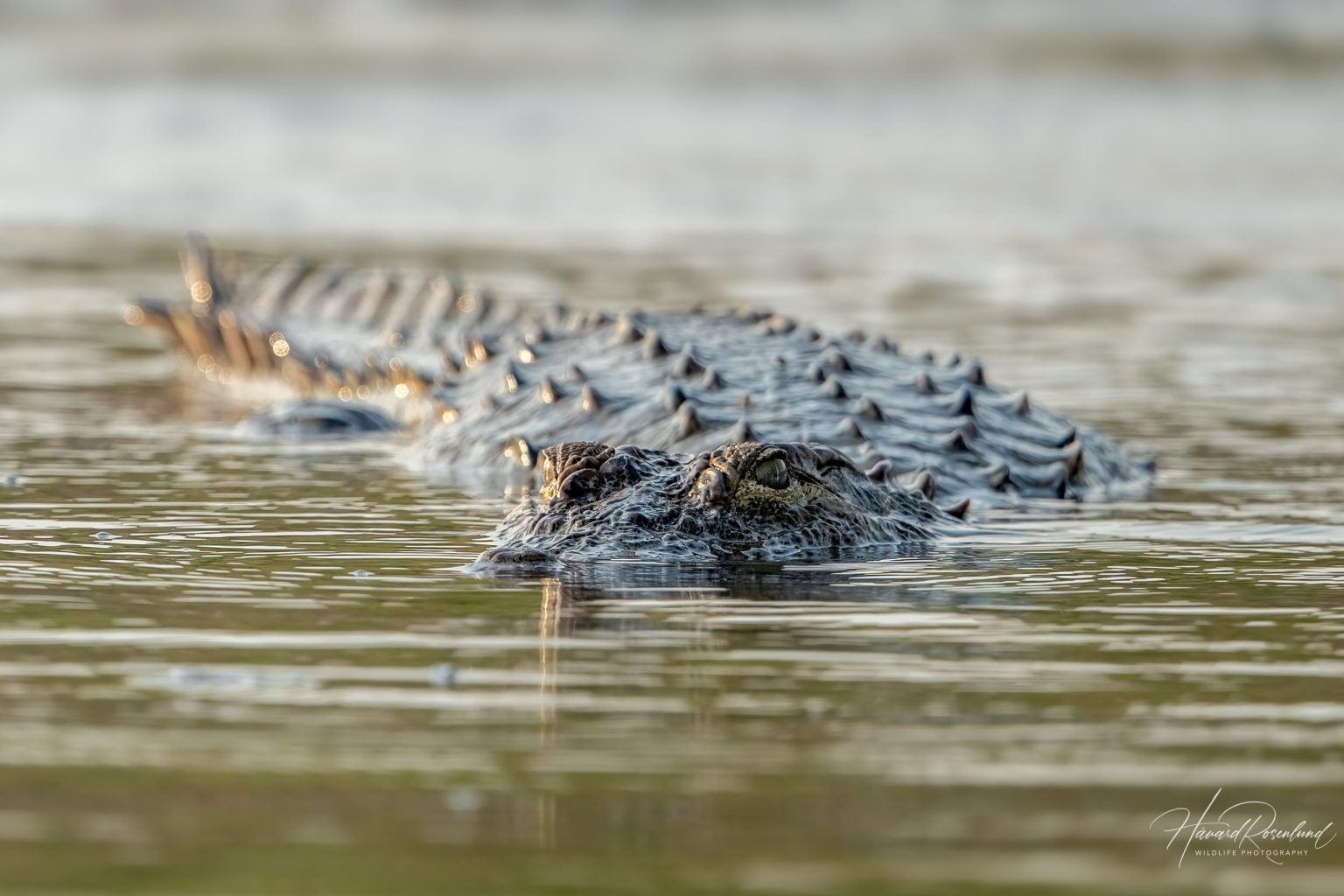 Sumpkrokodille (Crocodylus palustris) i Satpura nasjonalpark, India