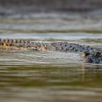 Mugger Crocodile (Crocodylus palustris) in Satpura National Park, India