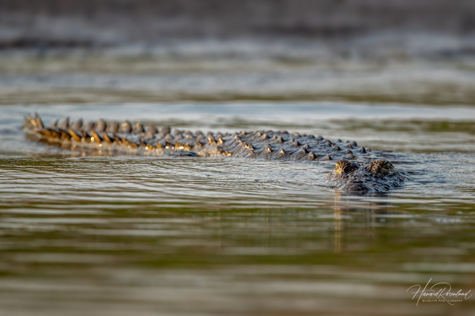 Mugger Crocodile (Crocodylus palustris) in Satpura National Park, India