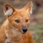 Dhole (Cuon alpinus) @ Pench National Park, India. Photo: Håvard Rosenlund