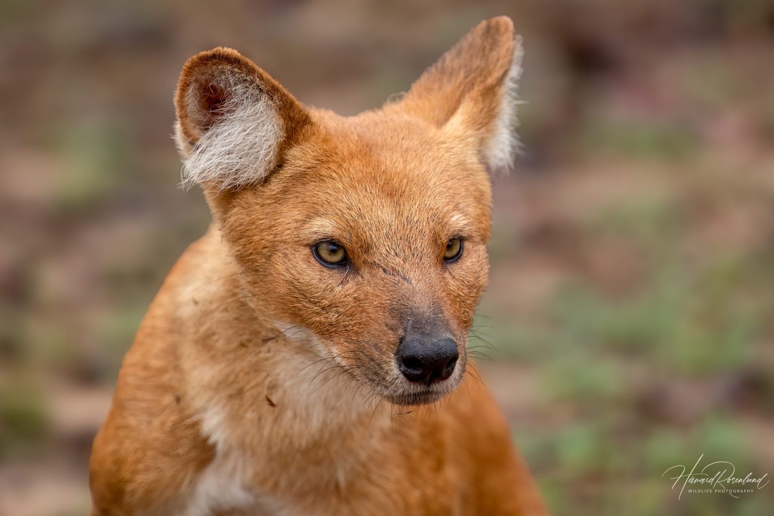 Dhole (Cuon alpinus) @ Pench National Park, India. Photo: Håvard Rosenlund