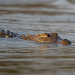 Mugger Crocodile (Crocodylus palustris) in Satpura National Park, India