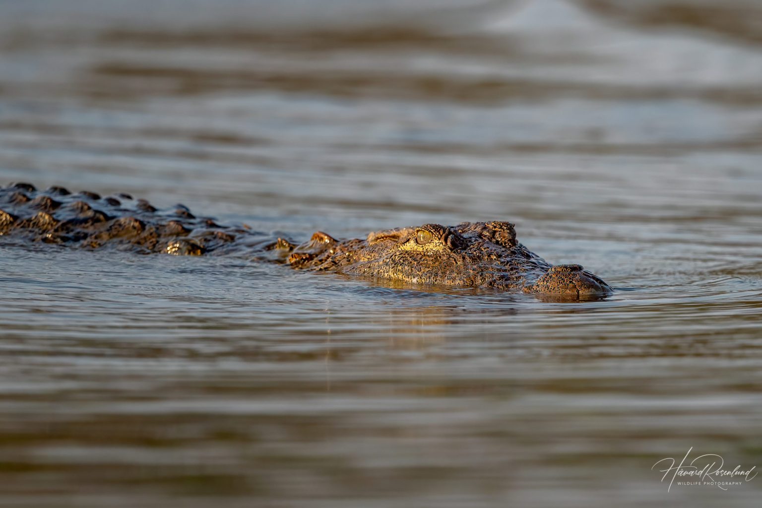 Mugger Crocodile (Crocodylus palustris) in Satpura National Park, India