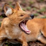 Dhole (Cuon alpinus) @ Pench National Park, India. Photo: Håvard Rosenlund