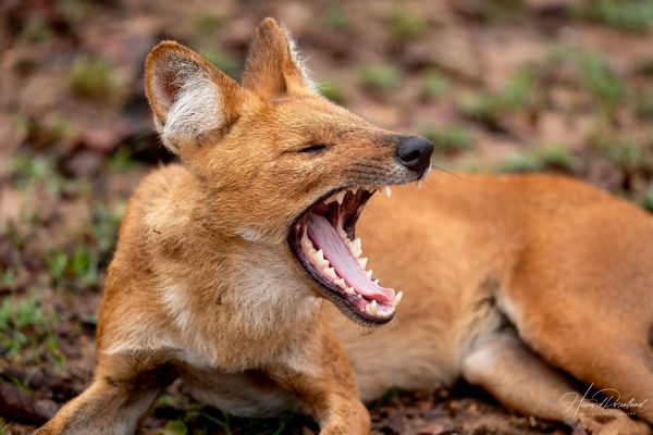 Dhole (Cuon alpinus) @ Pench National Park, India. Foto: Håvard Rosenlund
