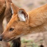 Dhole (Cuon alpinus) @ Pench National Park, India. Photo: Håvard Rosenlund
