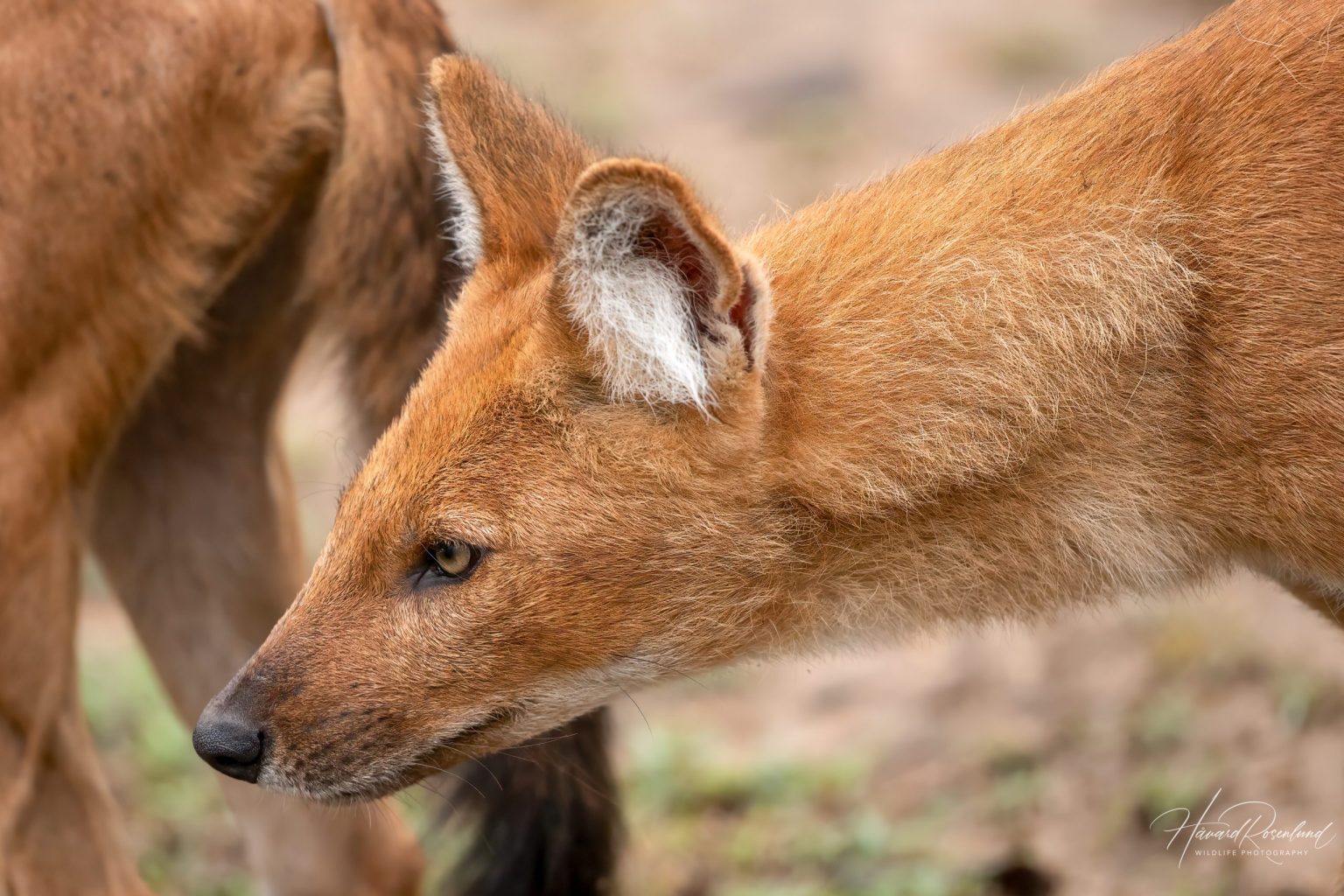 Dhole (Cuon alpinus) @ Pench National Park, India. Photo: Håvard Rosenlund
