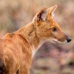 Dhole (Cuon alpinus) @ Pench National Park, India. Foto: Håvard Rosenlund