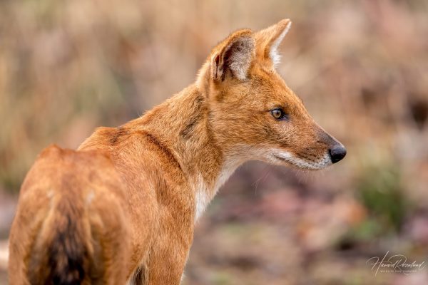 Dhole (Cuon alpinus) @ Pench National Park, India. Foto: Håvard Rosenlund