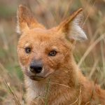 Dhole (Cuon alpinus) @ Pench National Park, India. Photo: Håvard Rosenlund