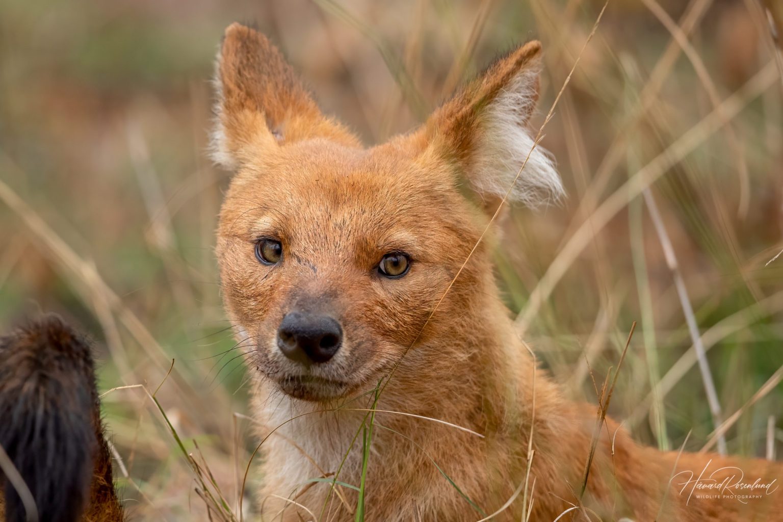 Dhole (Cuon alpinus) @ Pench National Park, India. Photo: Håvard Rosenlund