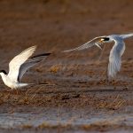 Little Tern (Sternula albifrons) in Satpura National Park, India