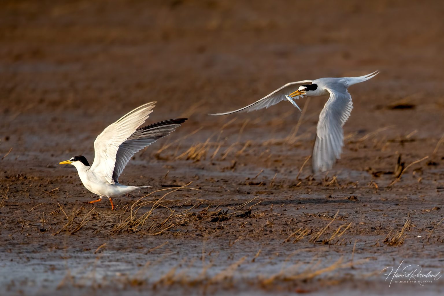 Little Tern (Sternula albifrons) in Satpura National Park, India