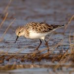 Little Stint (Calidris minuta) @ Satpura National Park, India. Photo: Håvard Rosenlund