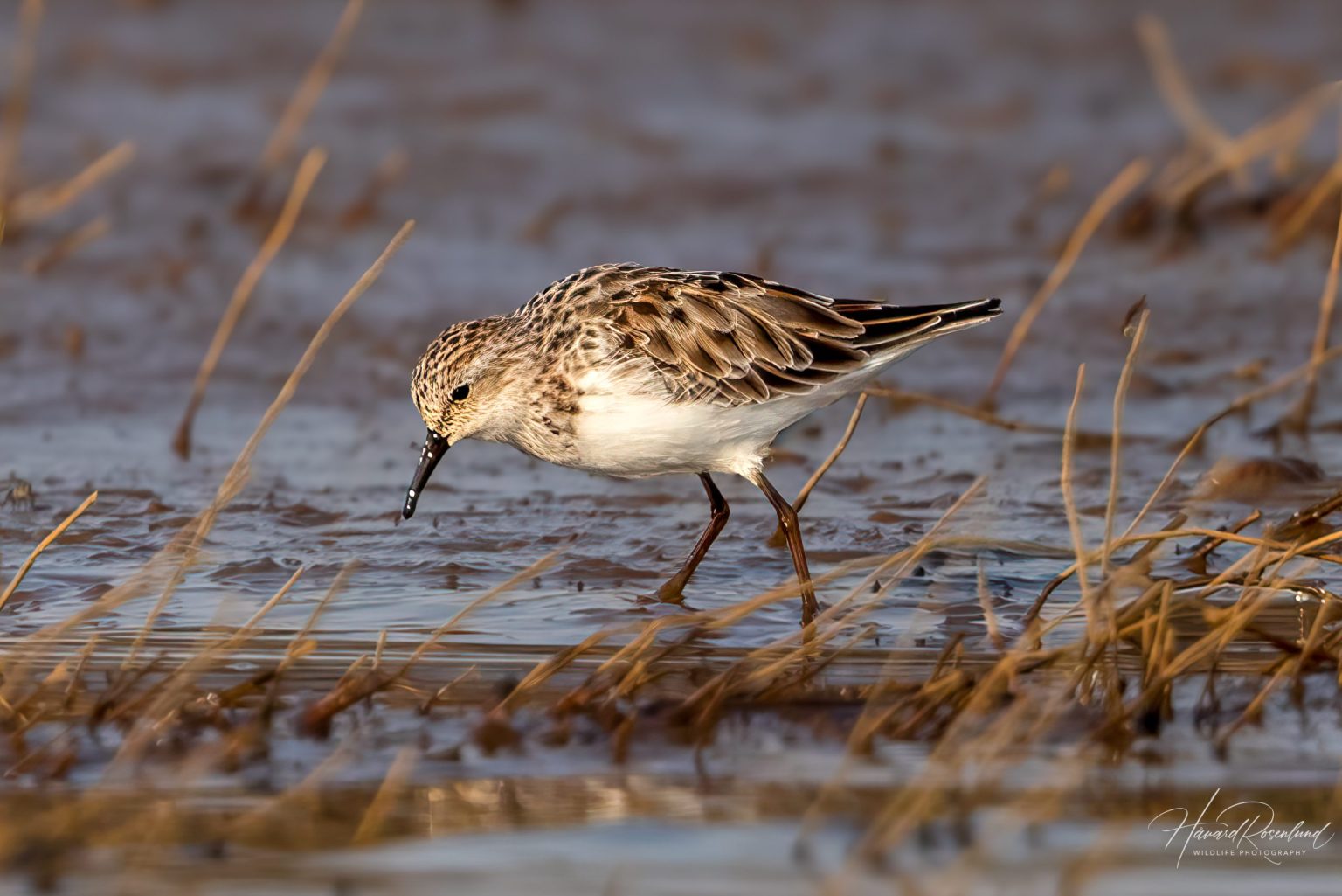 Little Stint (Calidris minuta) @ Satpura National Park, India. Photo: Håvard Rosenlund