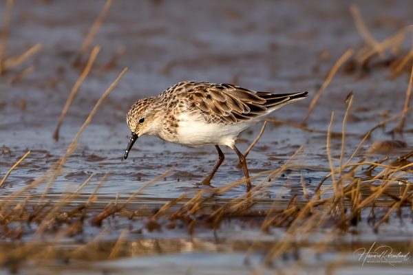 Dvergsnipe (Calidris minuta) @ Satpura National Park, India. Foto: Håvard Rosenlund