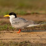 River Tern (Sterna aurantia) @ Satpura National Park, India. Photo: Håvard Rosenlund