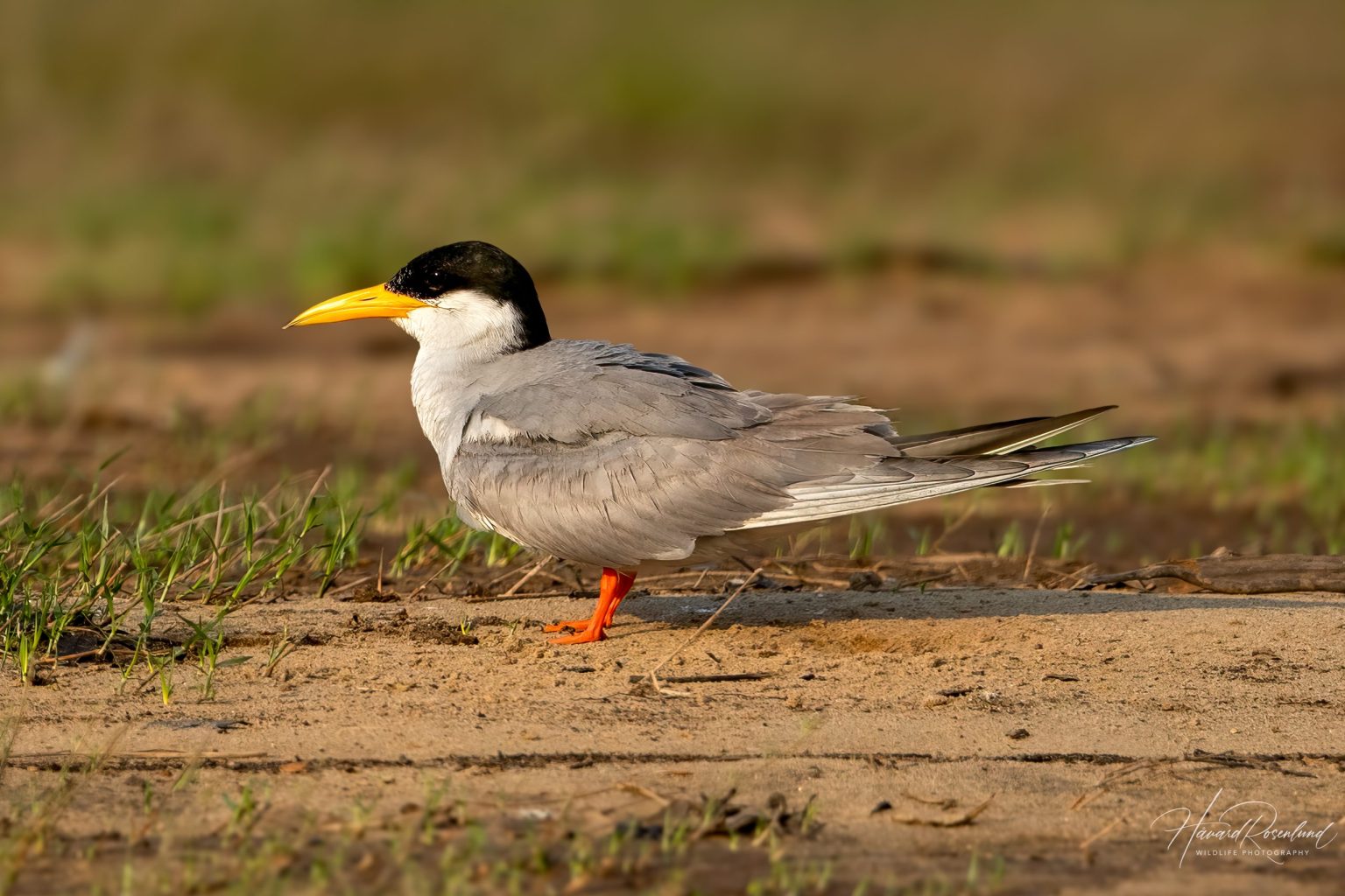 River Tern (Sterna aurantia) @ Satpura National Park, India. Photo: Håvard Rosenlund