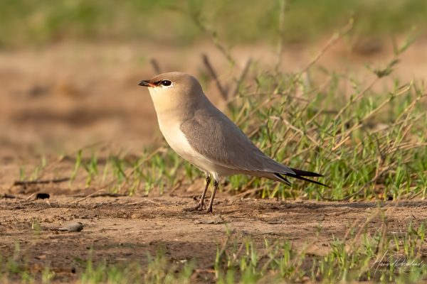 Melkebrakksvale (Glareola lactea) @ Satpura National Park, India. Foto: Håvard Rosenlund