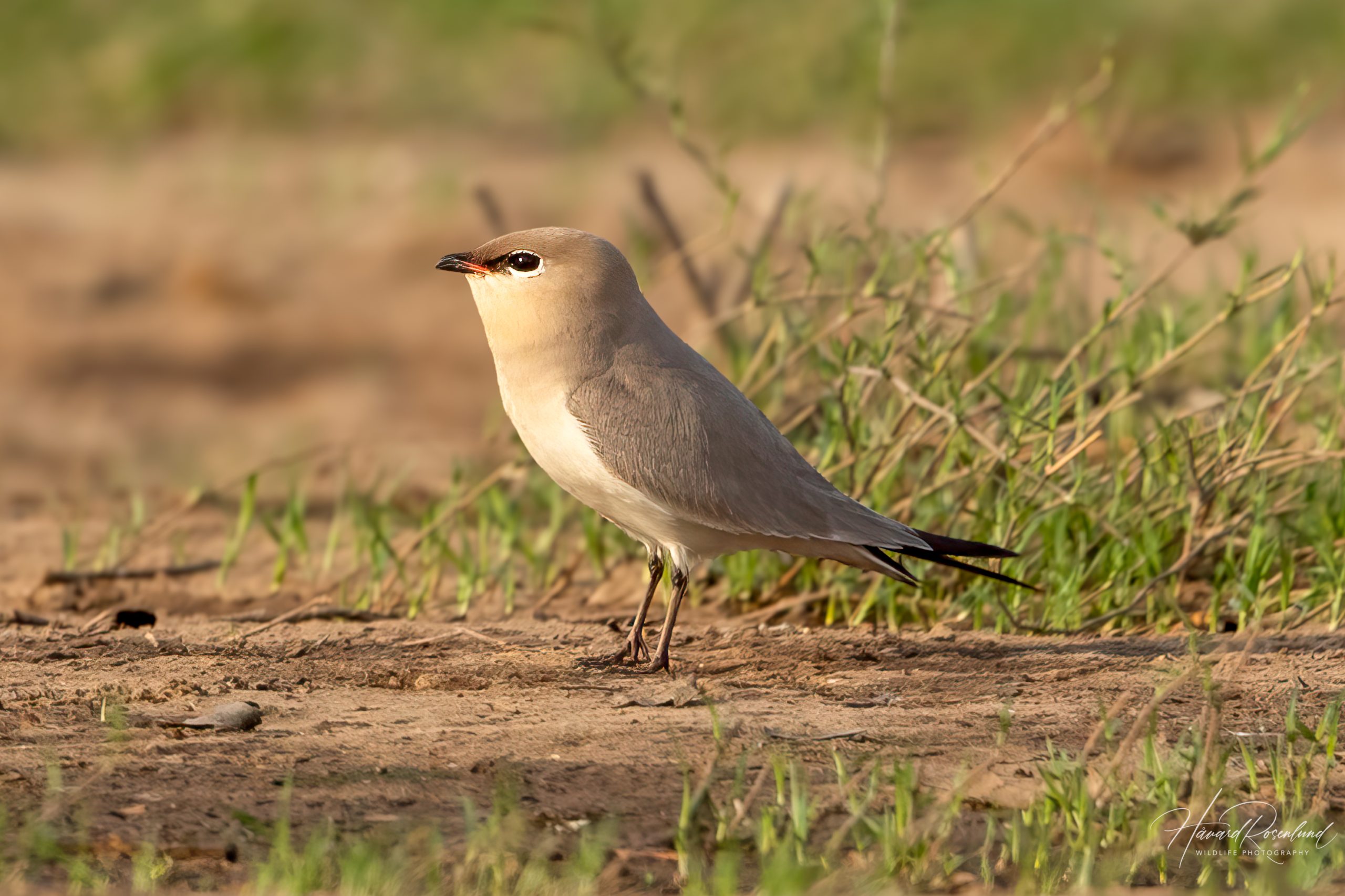 Melkebrakksvale (Glareola lactea) @ Satpura National Park, India. Foto: Håvard Rosenlund