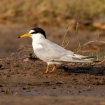 Little Tern (Sternula albifrons) in Satpura National Park, India