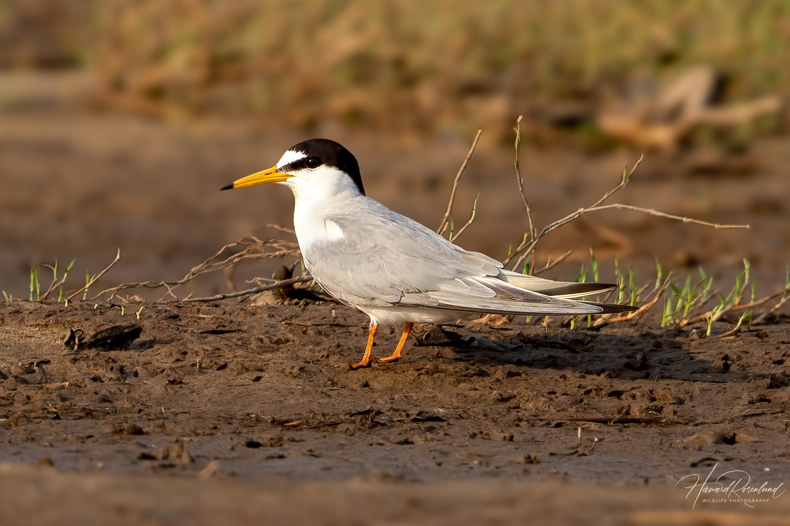 Dvergterne (Sternula albifrons) i Satpura nasjonalpark, India