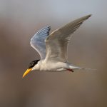 River Tern (Sterna aurantia) @ Satpura National Park, India. Photo: Håvard Rosenlund