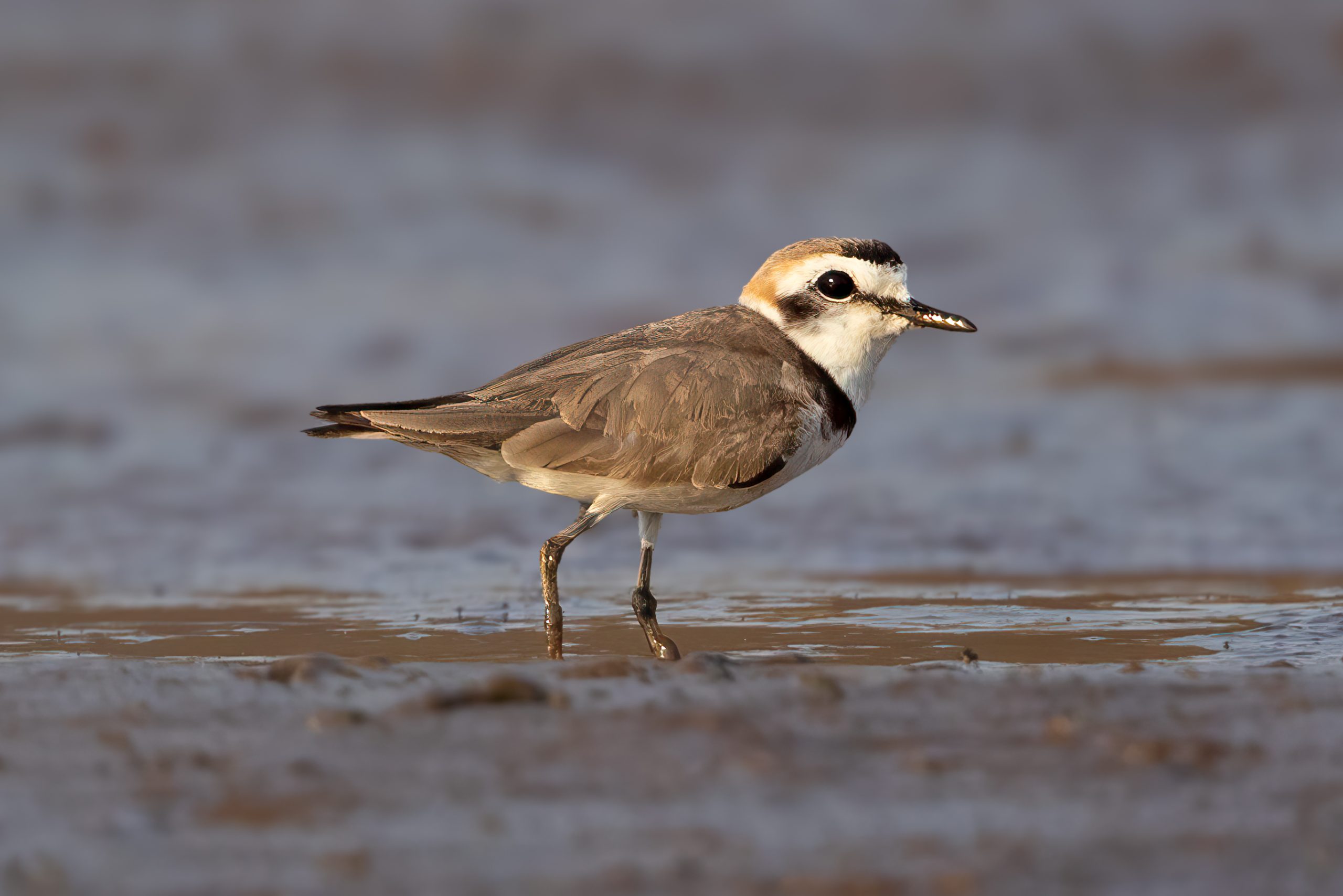 Kentish Plover (Anarhynchus alexandrinus) @ Satpura National Park, India. Photo: Håvard Rosenlund