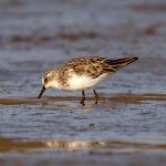 Little Stint (Calidris minuta) @ Satpura National Park, India. Photo: Håvard Rosenlund