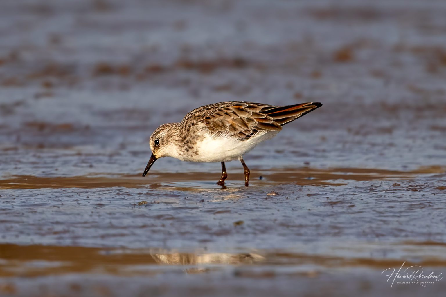 Little Stint (Calidris minuta) @ Satpura National Park, India. Photo: Håvard Rosenlund