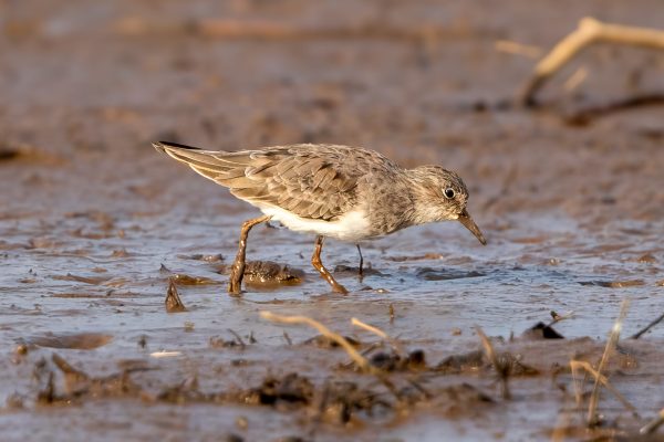 Temmincksnipe (Calidris temminckii) @ Satpura National Park, India. Foto: Håvard Rosenlund