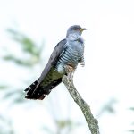 Common Cuckoo (Cuculus canorus) @ Ystad, Sweden. Photo: Håvard Rosenlund