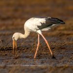 Asian Openbill (Anastomus oscitans) @ Satpura National Park, India. Photo: Håvard Rosenlund