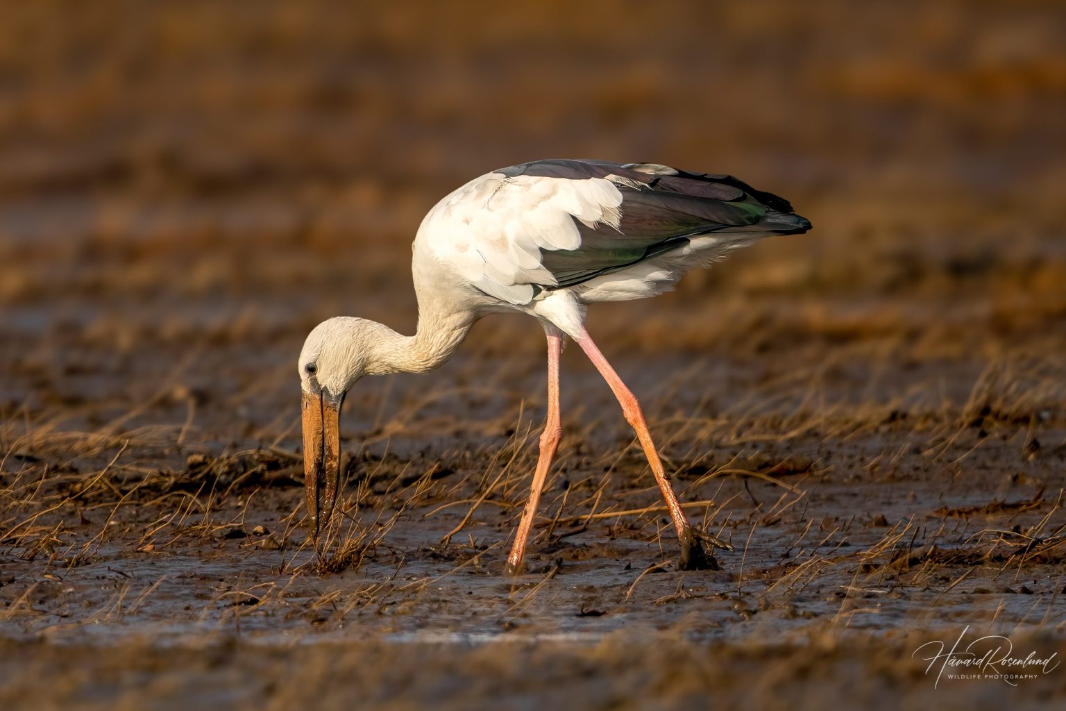 Asian Openbill (Anastomus oscitans) @ Satpura National Park, India. Photo: Håvard Rosenlund
