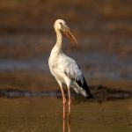 Asian Openbill (Anastomus oscitans) @ Satpura National Park, India. Photo: Håvard Rosenlund