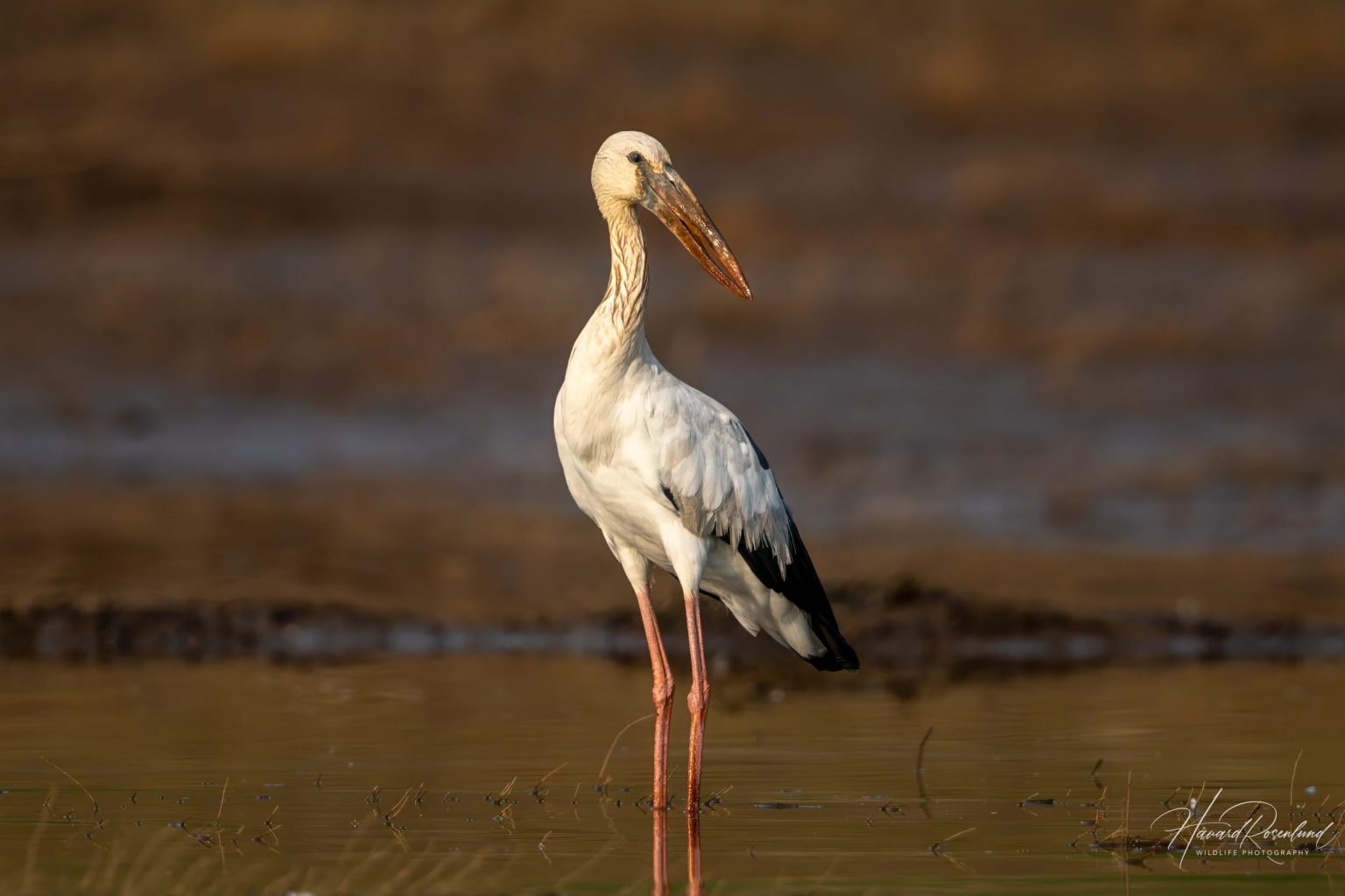Asian Openbill (Anastomus oscitans) @ Satpura National Park, India. Photo: Håvard Rosenlund