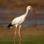 Asian Openbill (Anastomus oscitans) @ Satpura National Park, India. Photo: Håvard Rosenlund