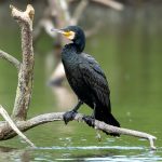 Great Cormorant (Phalacrocorax carbo) @ Ystad, Sweden. Photo: Håvard Rosenlund