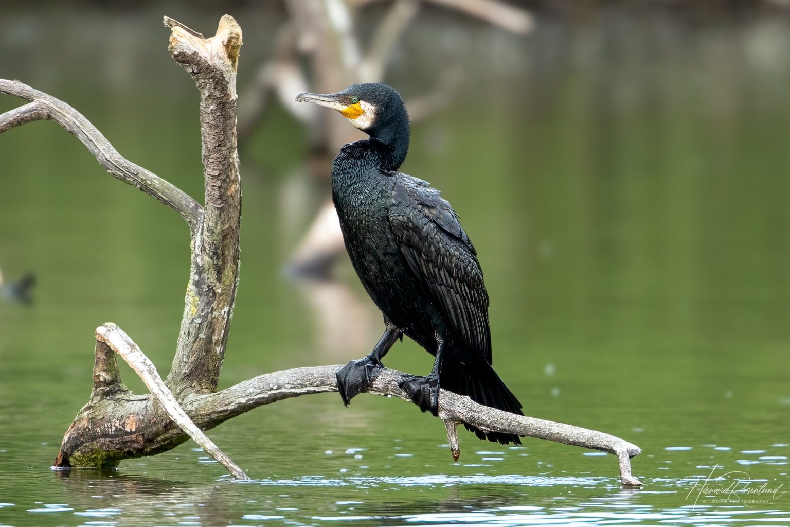 Great Cormorant (Phalacrocorax carbo) @ Ystad, Sweden. Photo: Håvard Rosenlund