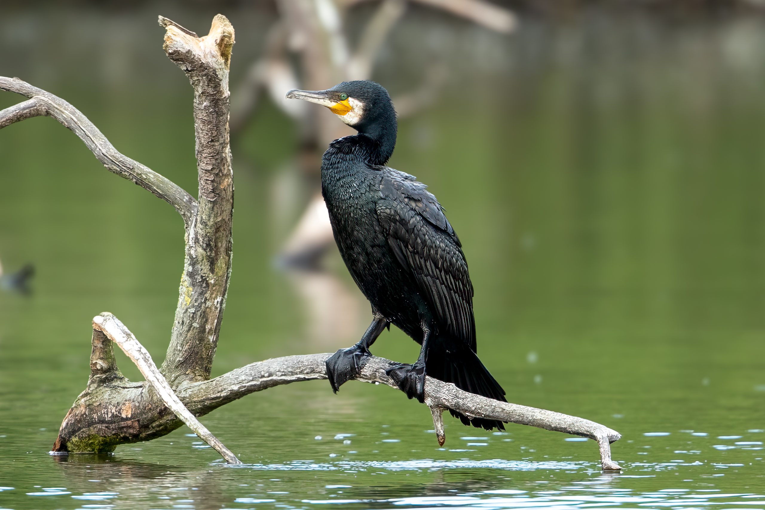Great Cormorant (Phalacrocorax carbo) @ Ystad, Sweden. Photo: Håvard Rosenlund