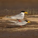 River Tern (Sterna aurantia) @ Satpura National Park, India. Photo: Håvard Rosenlund