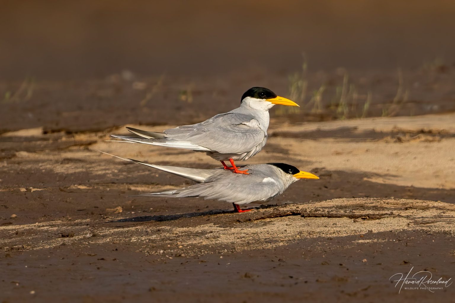 River Tern (Sterna aurantia) @ Satpura National Park, India. Photo: Håvard Rosenlund