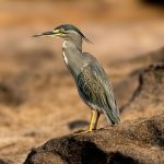 Little Heron (Butorides atricapilla) @ Satpura National Park, India. Photo: Håvard Rosenlund