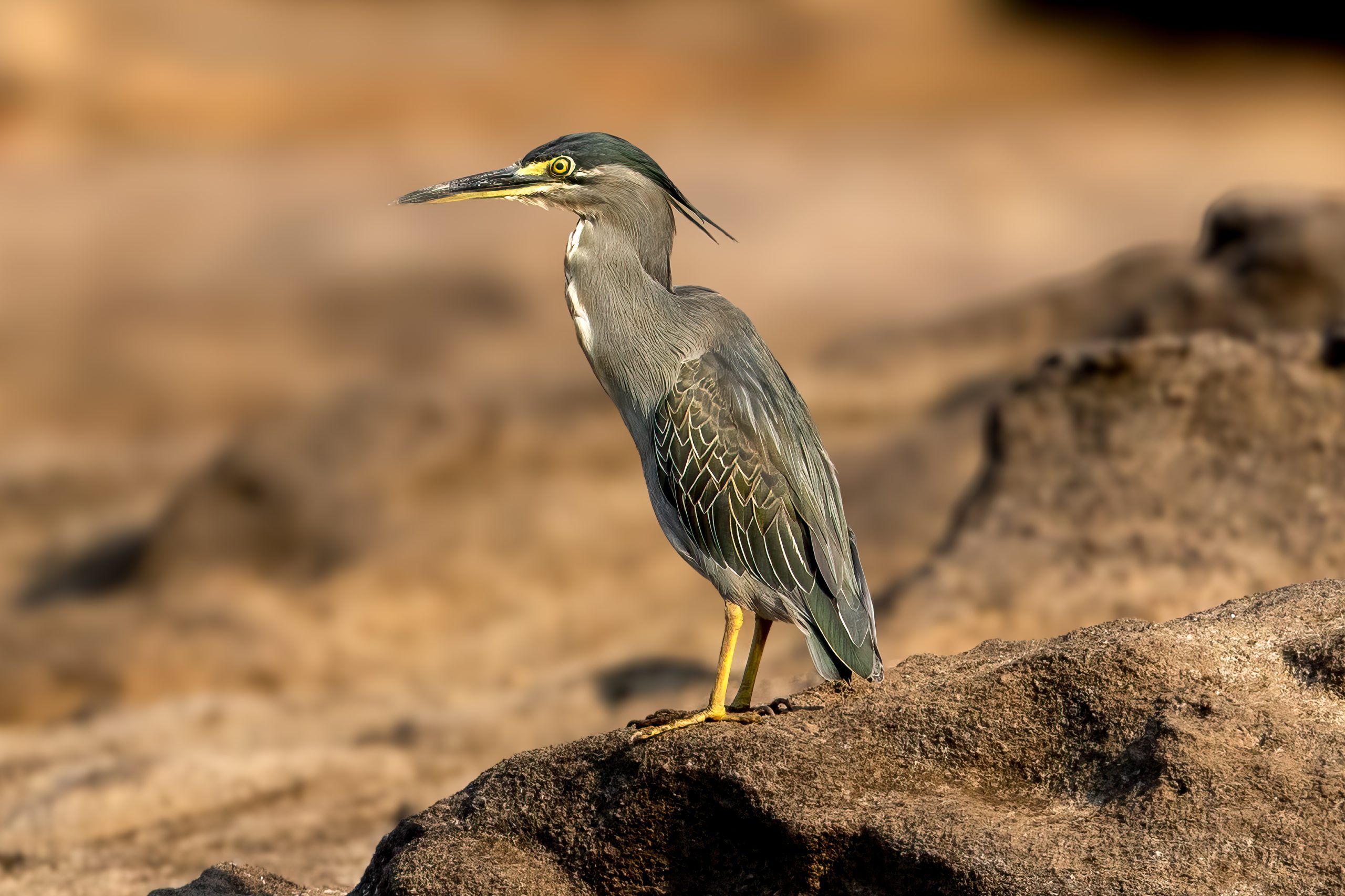 Little Heron (Butorides atricapilla) @ Satpura National Park, India. Photo: Håvard Rosenlund