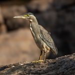 Little Heron (Butorides atricapilla) @ Satpura National Park, India. Photo: Håvard Rosenlund