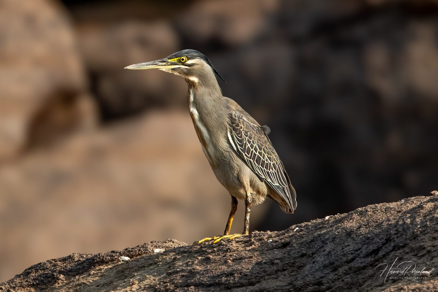 Little Heron (Butorides atricapilla) @ Satpura National Park, India. Photo: Håvard Rosenlund